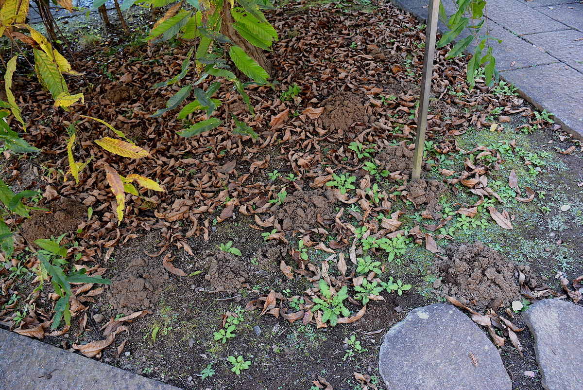 f:id:yuusuget:20201116023420j:plain