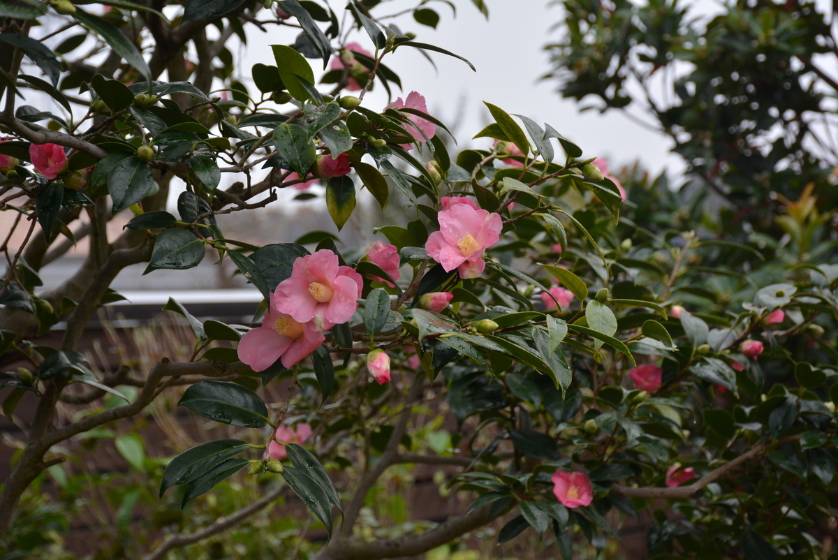 f:id:yuusuget:20210103014718j:plain