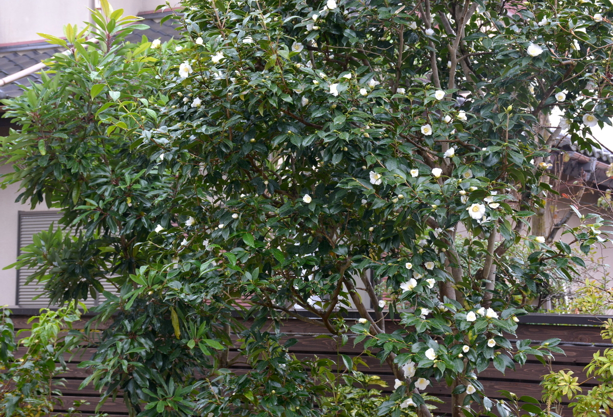 f:id:yuusuget:20210103014946j:plain