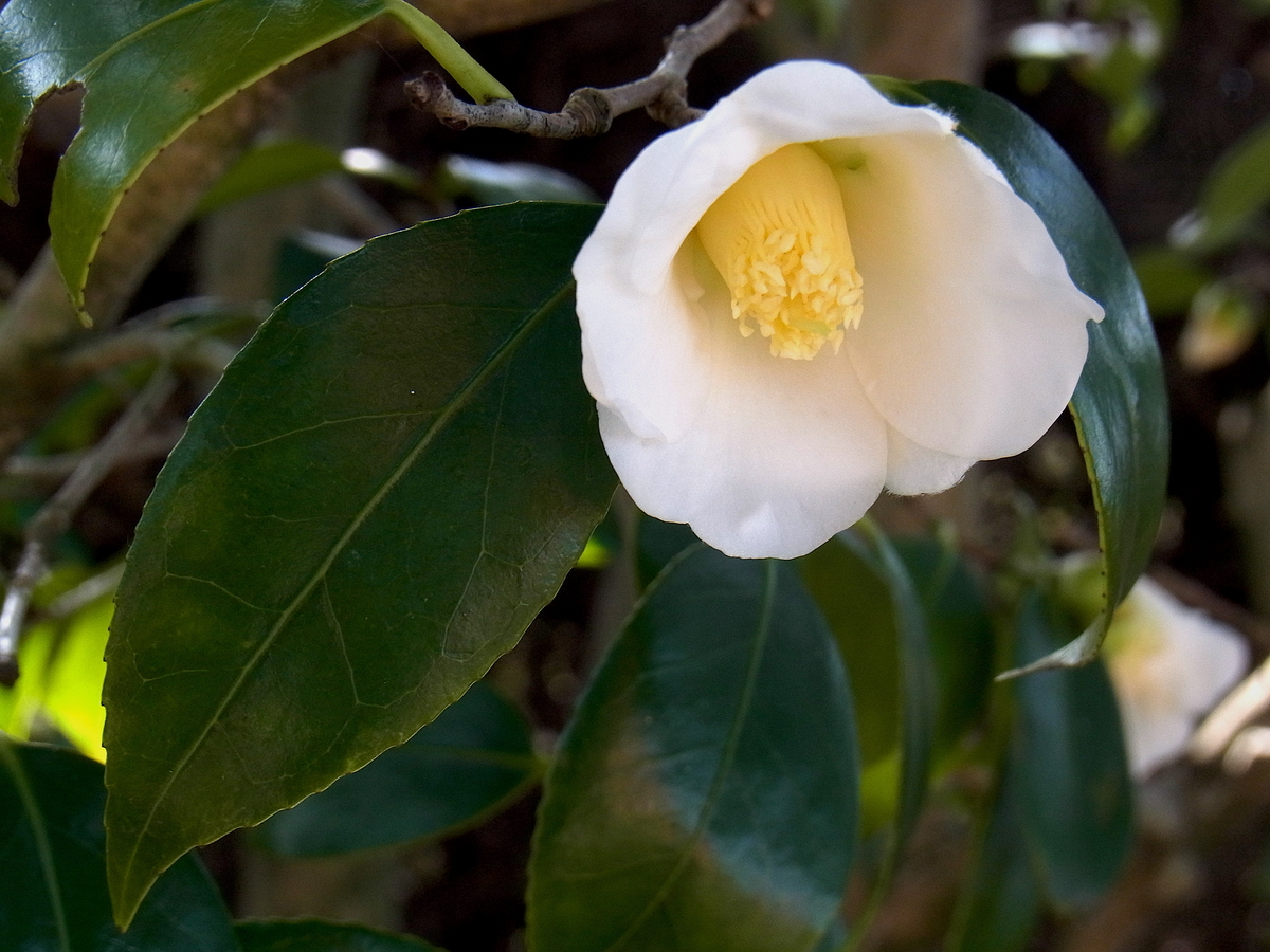 f:id:yuusuget:20210105011503j:plain