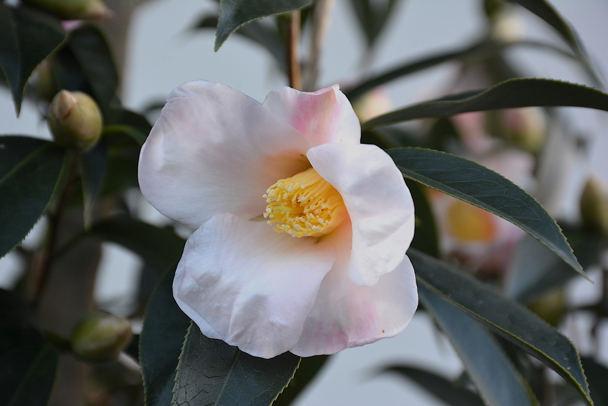 f:id:yuusuget:20210105014804j:plain