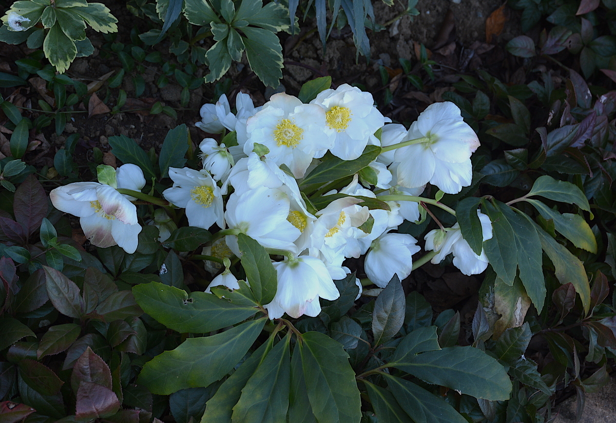 f:id:yuusuget:20210105235252j:plain