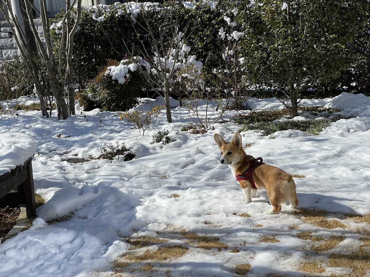 f:id:yuusuget:20220108013846j:plain