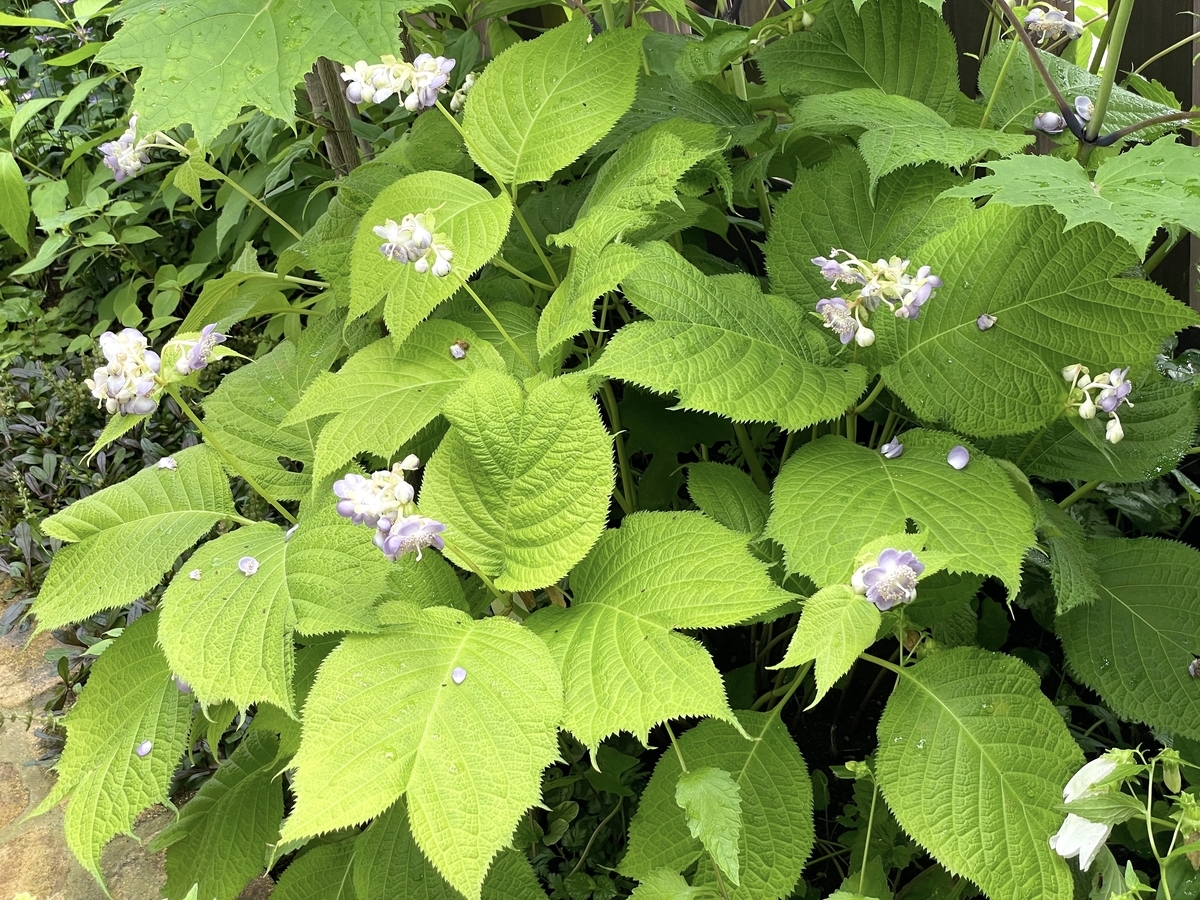 青花銀梅草 夕菅の日記