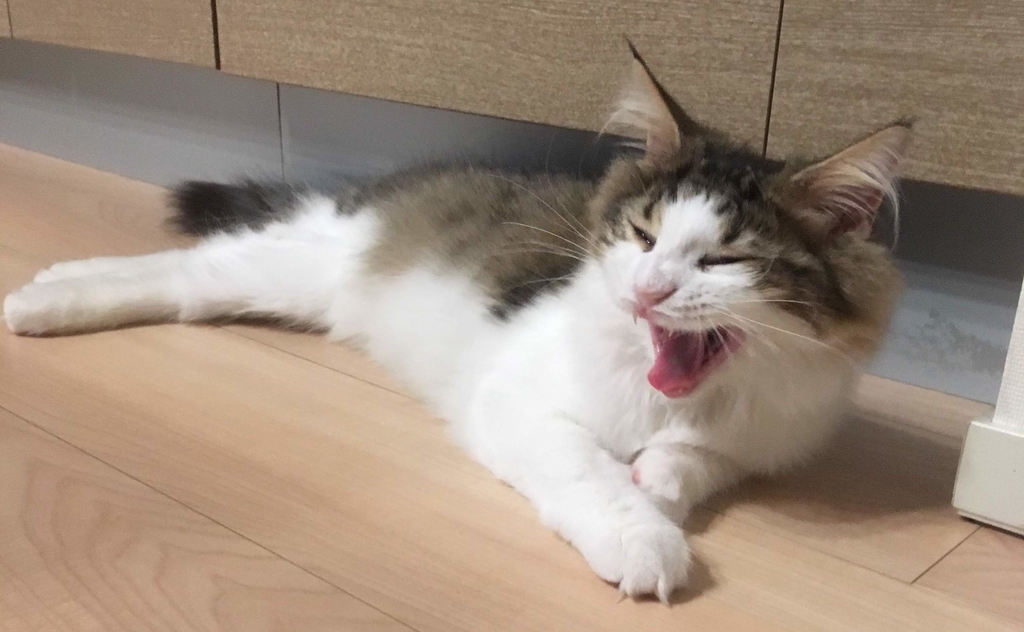 f:id:yuutookun:20181118065444j:plain f:id:yuutookun:20181118065444j:plain