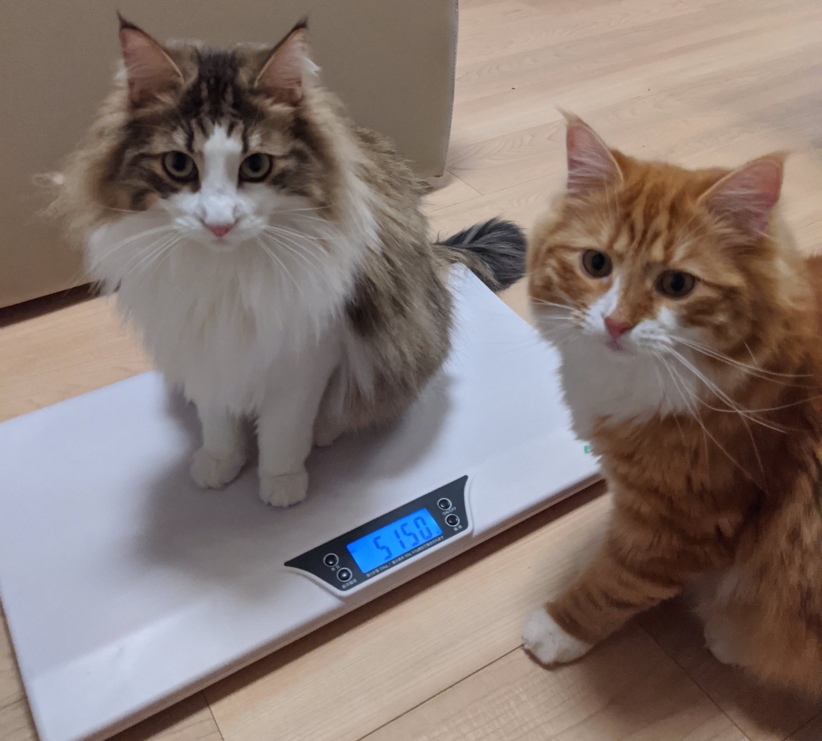 f:id:yuutookun:20191229141805j:plain f:id:yuutookun:20191229141805j:plain