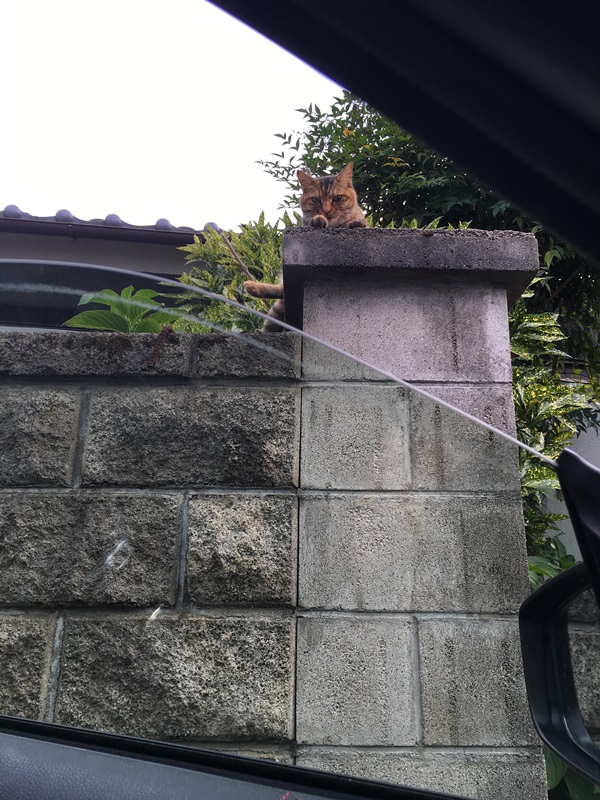 f:id:yuuulog:20160814000857j:plain