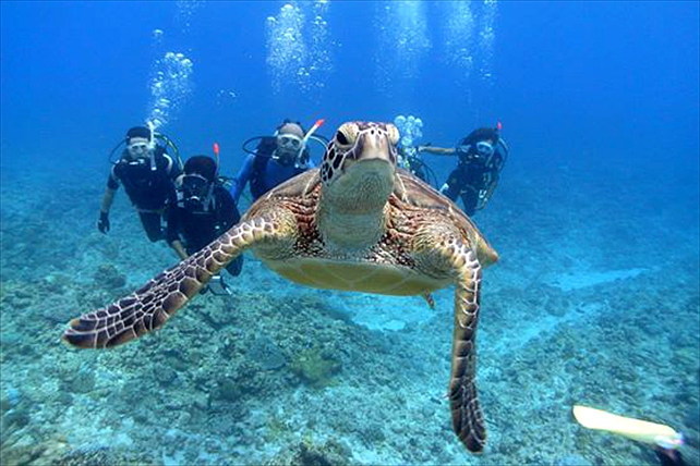 本格的にタートルトーク ダイビングに挑戦しよう 日本全国ディズニー旅気分