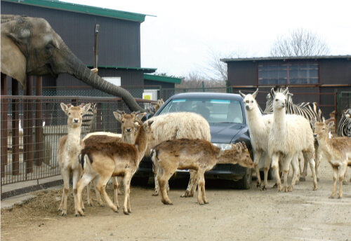 f:id:yuuuucam:20190310091104j:plain