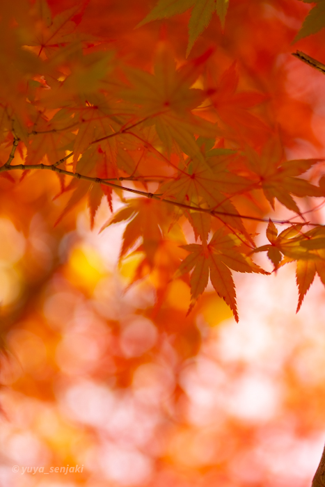 長門市大寧寺の紅葉