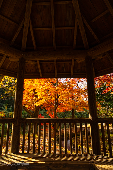 長門市大寧寺の紅葉