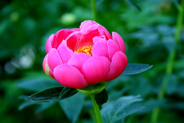f:id:yuyu413:20180418102032j:plain f:id:yuyu413:20180418102032j:plain