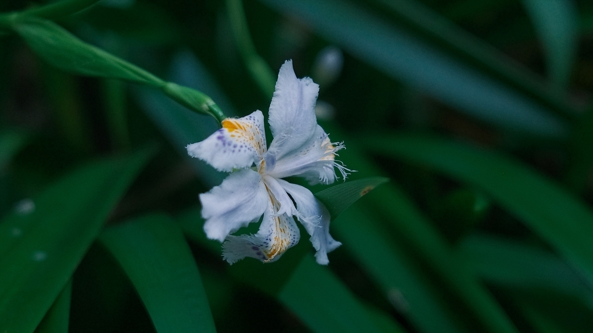 f:id:yuyui_photo:20200415224834j:plain f:id:yuyui_photo:20200415224834j:plain