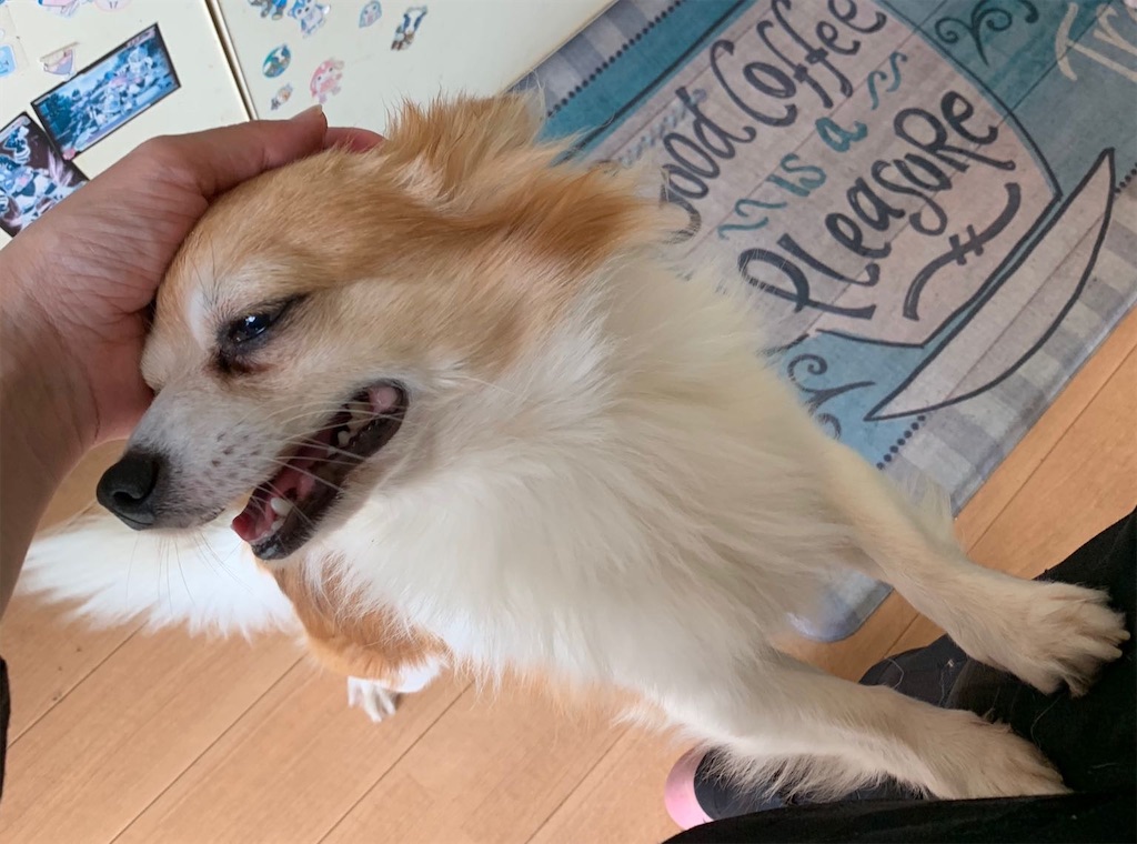 f:id:yuyukan0:20200505115001j:image f:id:yuyukan0:20200505115001j:image