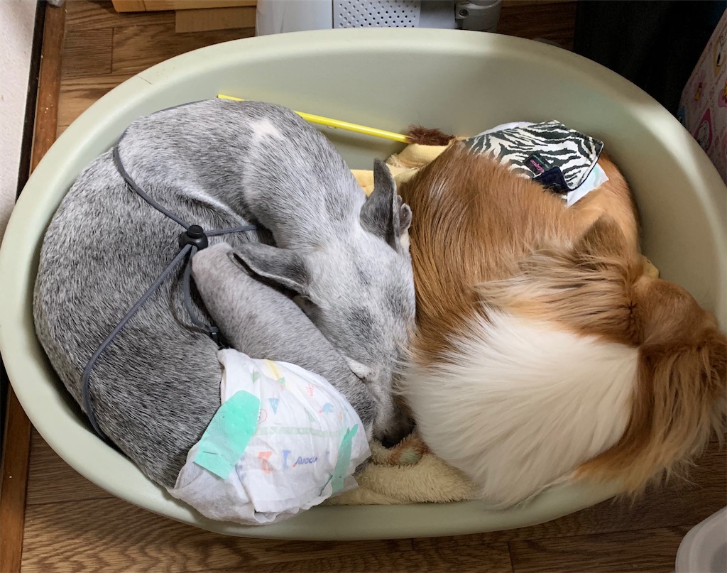 f:id:yuyukan0:20200505115112j:plain f:id:yuyukan0:20200505115112j:plain