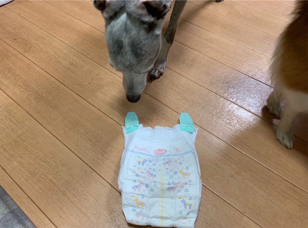 犬の手作りマナーオムツの作り方とズレ防止におすすめのグッズ つれづれ ゆゆかん