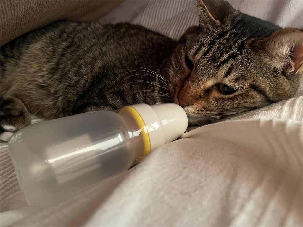 f:id:yuyupoyo:20211211060904j:image