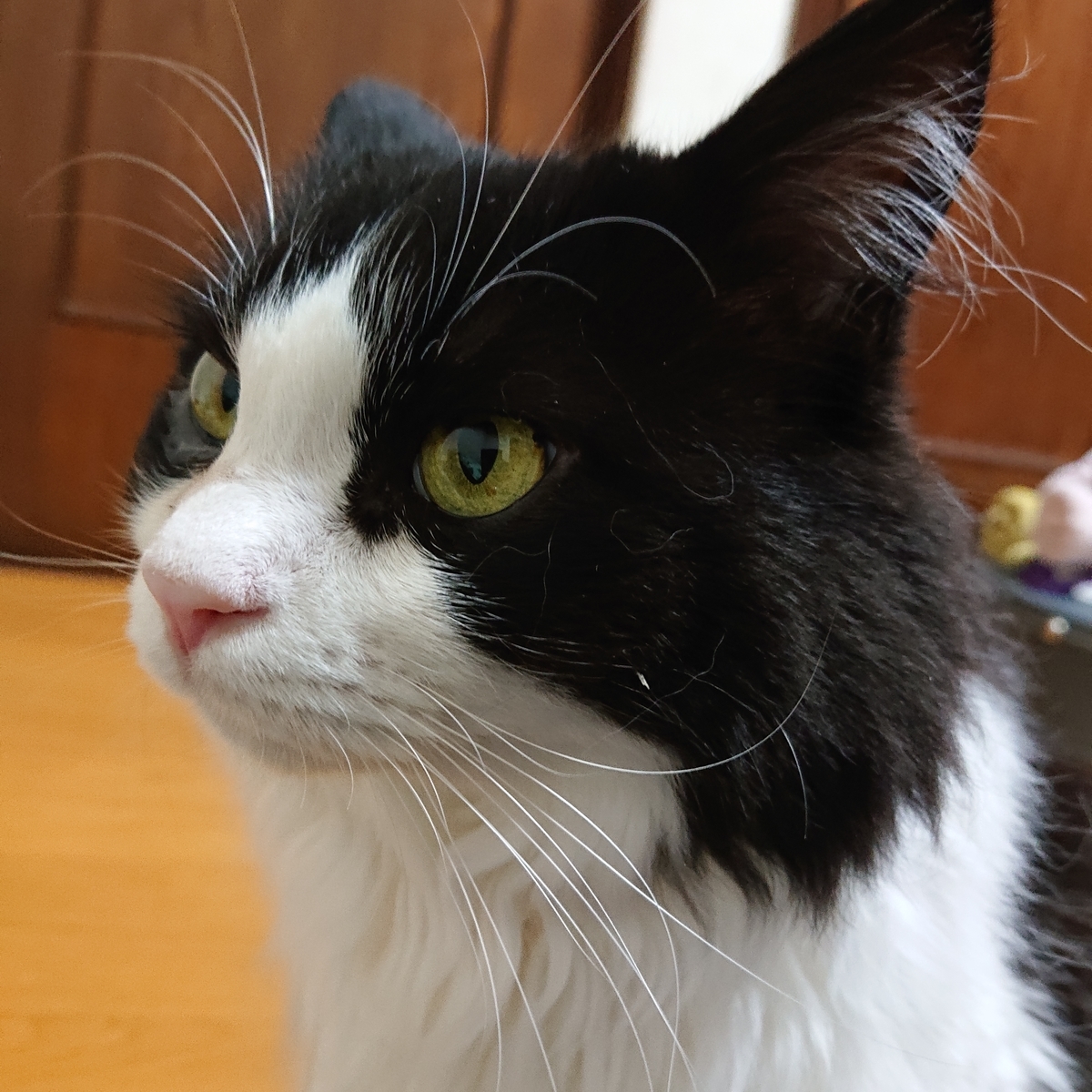 f:id:yuz15:20190812150124j:plain f:id:yuz15:20190812150124j:plain