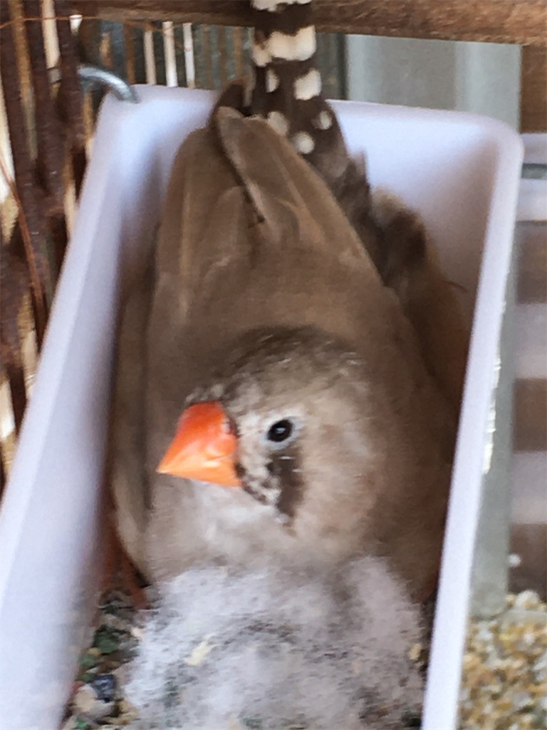 錦華鳥の子離れ 錦鯉の産卵床作り くぅの土遊び 錦華鳥の子離れ 錦鯉の産卵床作り くぅの土遊び