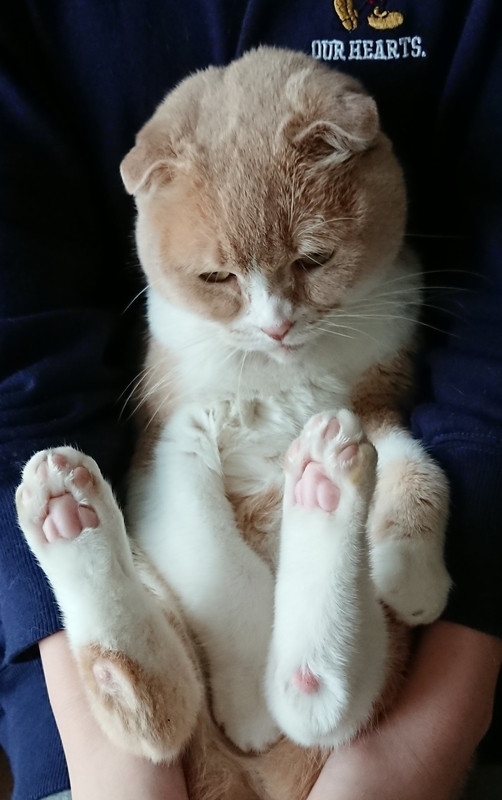猫 ゆずさんの骨瘤 スコティッシュフォールド ゆずあんず庵