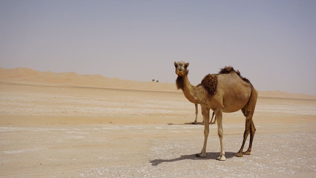 f:id:yuzubaby:20180903002924j:plain f:id:yuzubaby:20180903002924j:plain