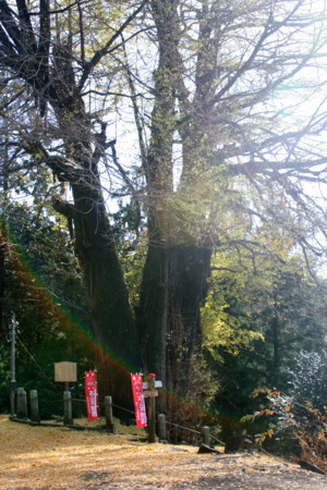 f:id:yuzuk45:20091212114116j:image f:id:yuzuk45:20091212114116j:image