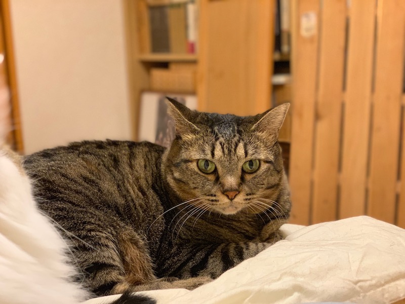 f:id:yuzuki-miki:20181030133043j:plain