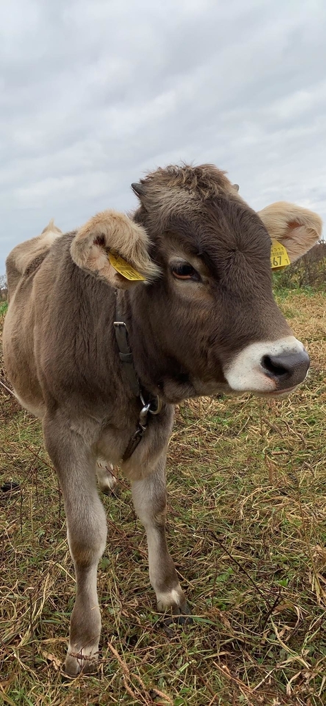 f:id:yuzuki-miki:20181107180908j:plain f:id:yuzuki-miki:20181107180908j:plain