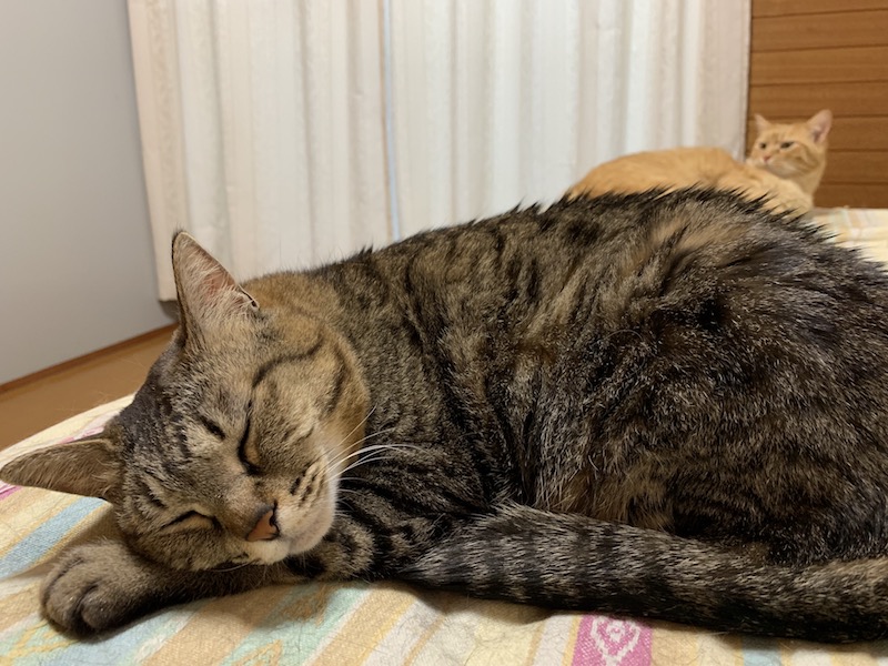 f:id:yuzuki-miki:20190605151553j:plain f:id:yuzuki-miki:20190605151553j:plain