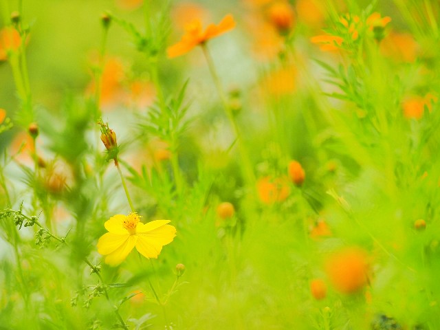 f:id:yuzuki-seraby:20170923232848j:image