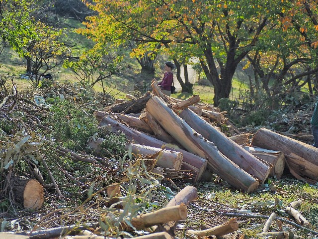 f:id:yuzuki-seraby:20171103231233j:image f:id:yuzuki-seraby:20171103231233j:image