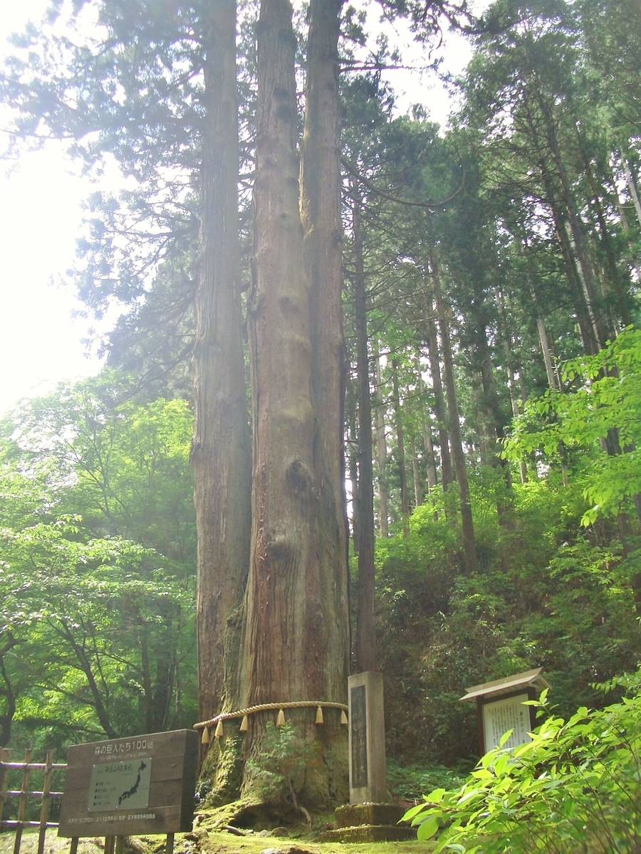 御岩神社 御神木 三本杉