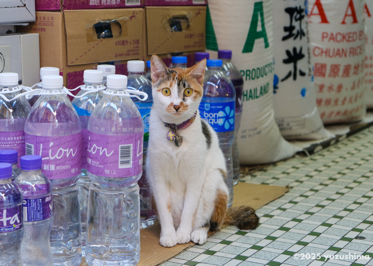マカオの食料品店の猫