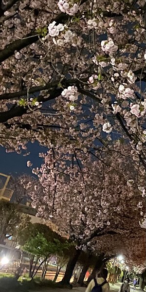 夜桜の写真