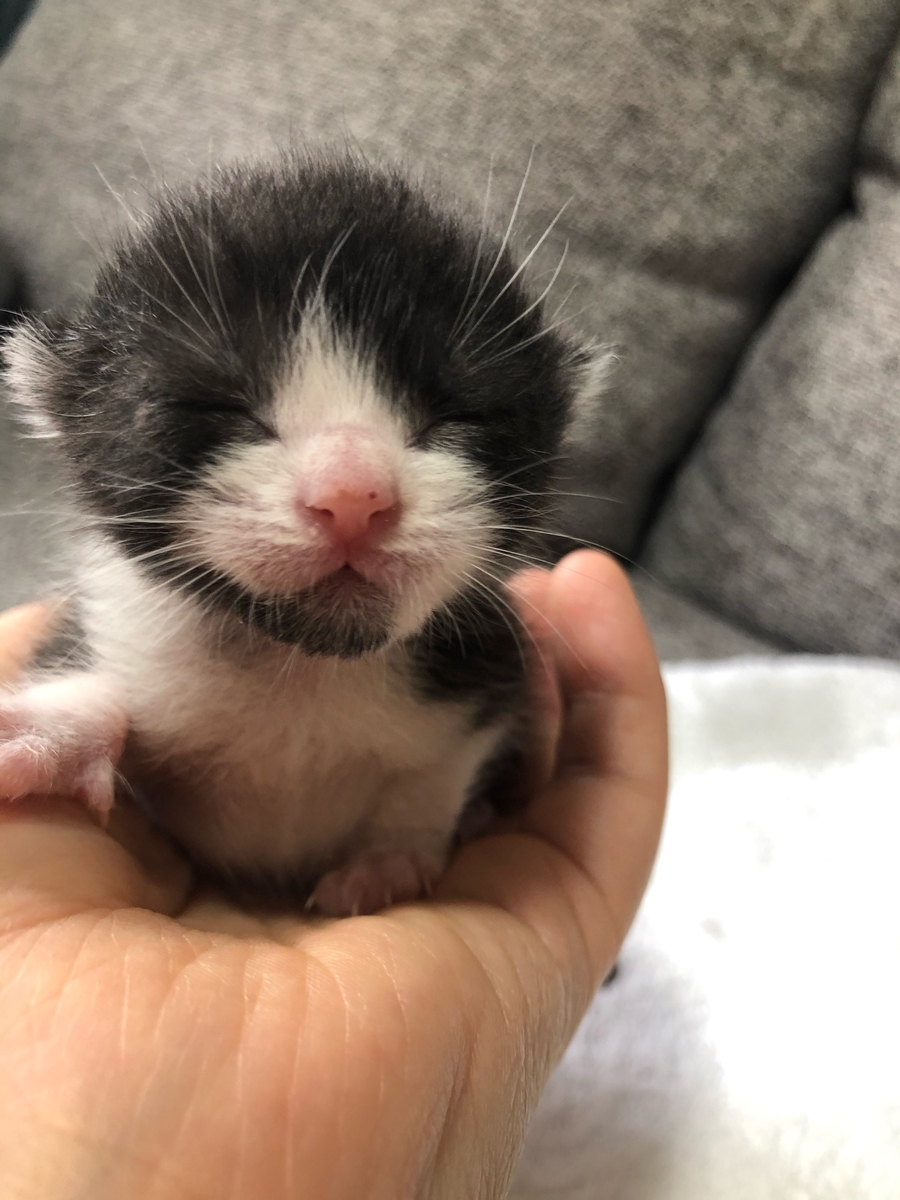 赤ちゃん猫さんの写真2