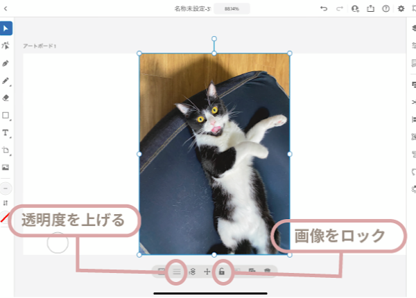 うちの猫さんの写真