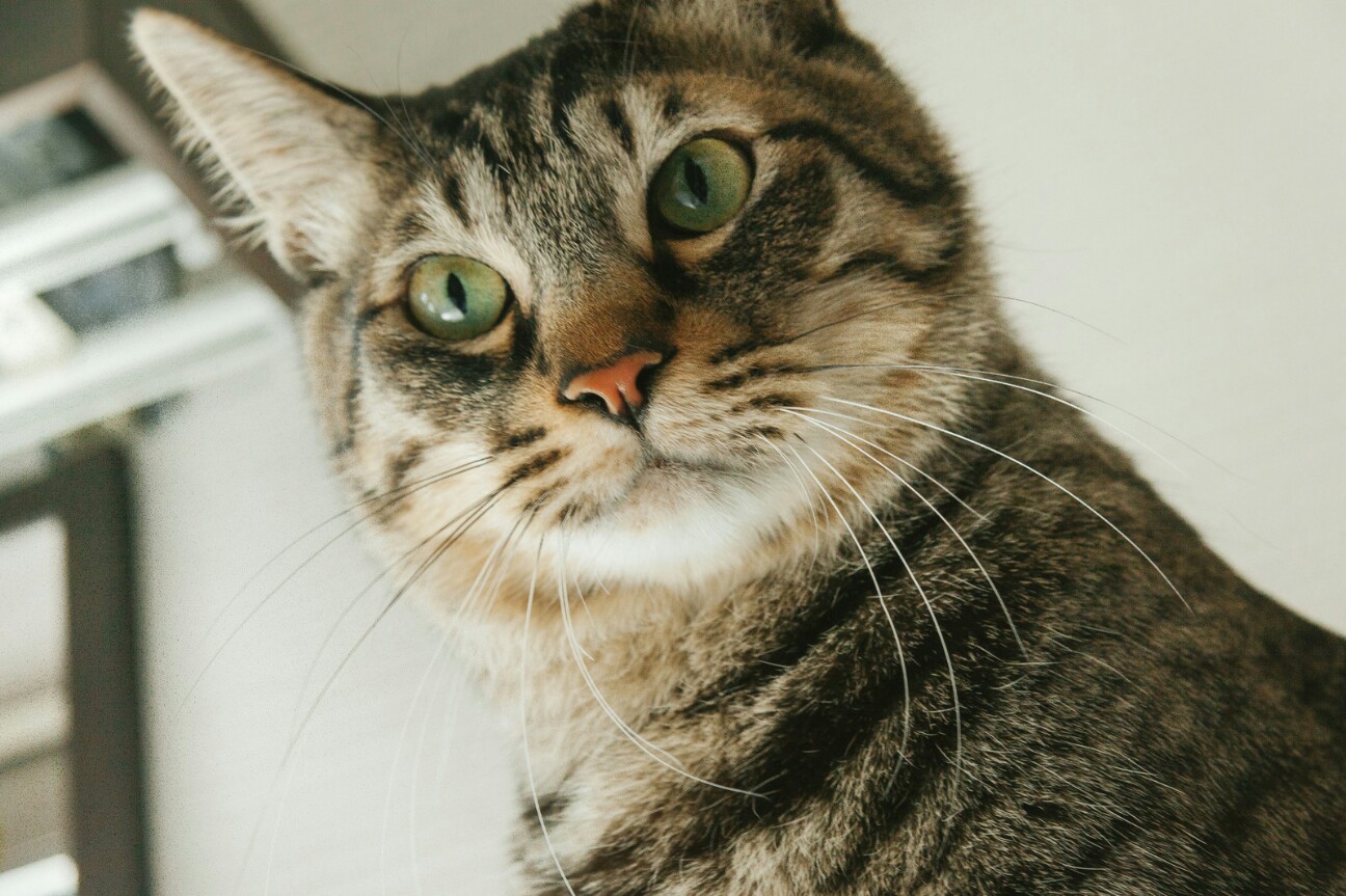 f:id:yuzutea2525:20170430215137j:image f:id:yuzutea2525:20170430215137j:image