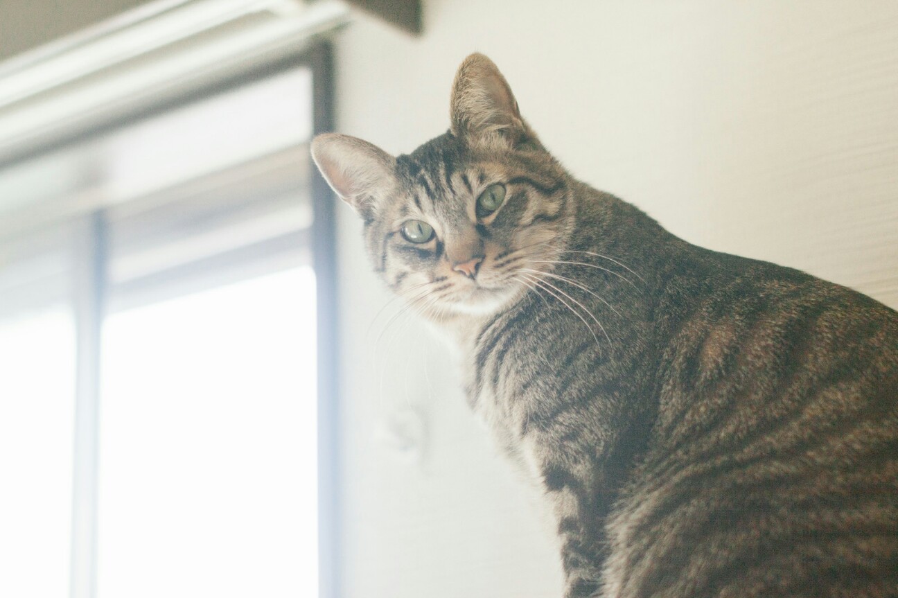 f:id:yuzutea2525:20170430215158j:image f:id:yuzutea2525:20170430215158j:image