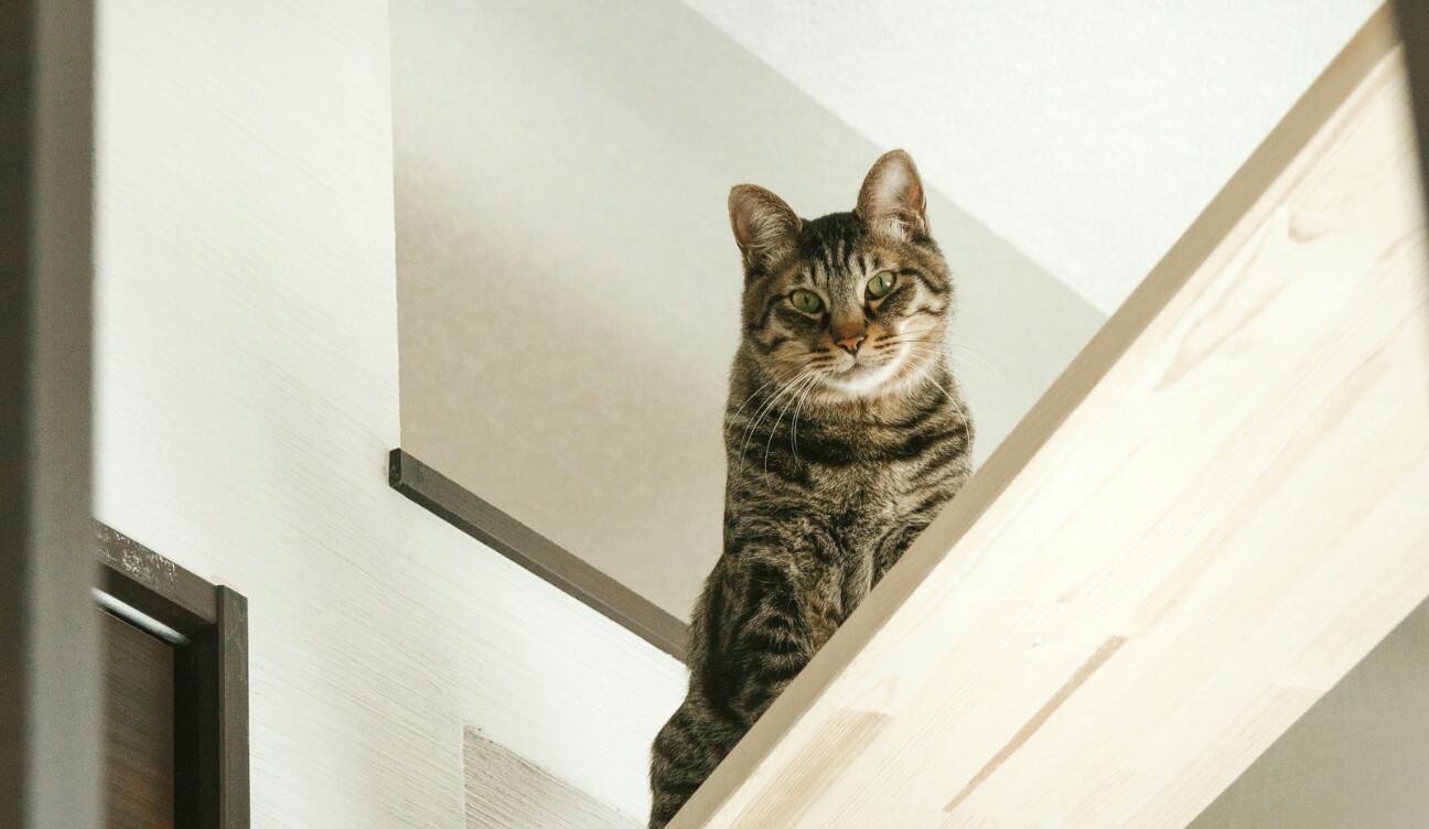 f:id:yuzutea2525:20170430215217j:image f:id:yuzutea2525:20170430215217j:image