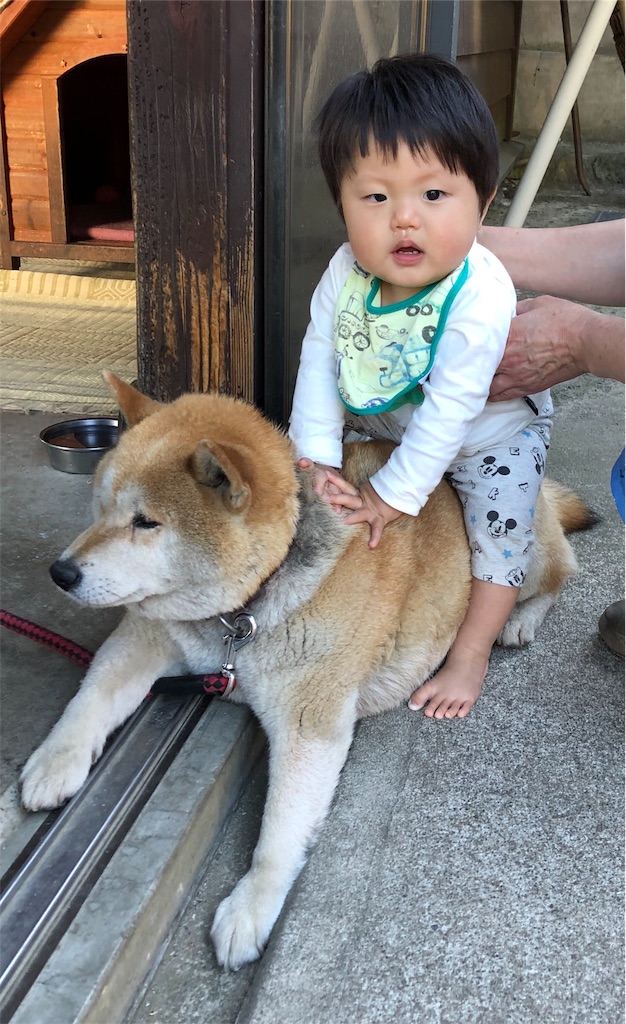 犬に乗った少年 私は私らしくいきたいブログ