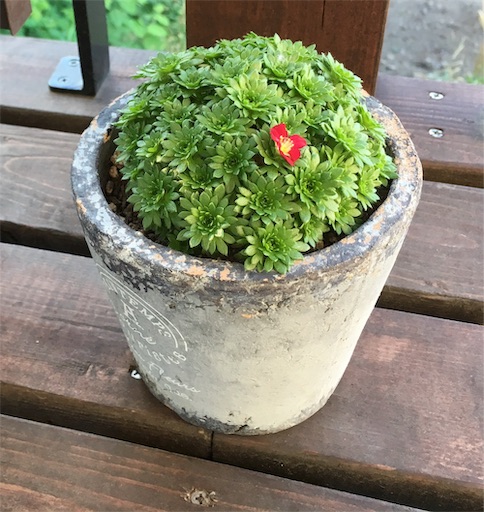 f:id:yuzuwasabi:20190707180348j:image f:id:yuzuwasabi:20190707180348j:image