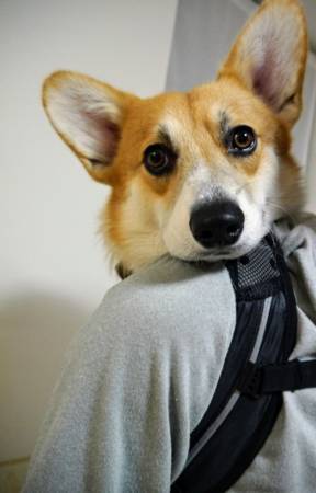 コーギーの性格はきつい 悪いと言われる性格は人が大好きな人懐っ