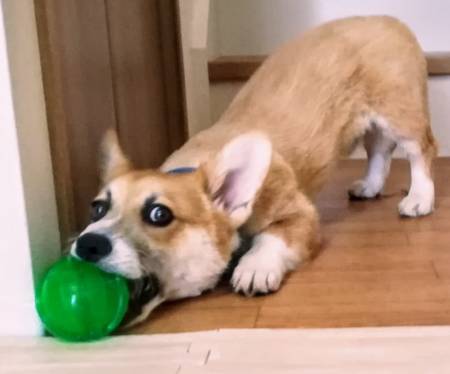 コーギーの性格はきつい 悪いと言われる性格は人が大好きな人懐っ