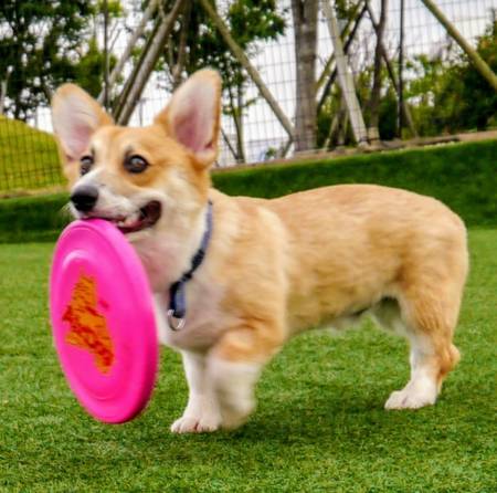 コーギーの性格はきつい 悪いと言われる性格は人が大好きな人懐っ