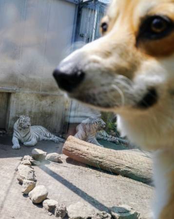 伊豆アニマルキングダムは犬も入れる動物園 ペット連れでも楽しい旅行を コーギーブログ 伊豆アニマルキングダムは犬も入れる動物園 ペット連れでも楽しい旅行を コーギーブログ