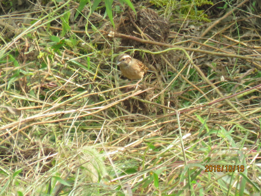 f:id:ywren:20161019192454j:plain f:id:ywren:20161019192454j:plain