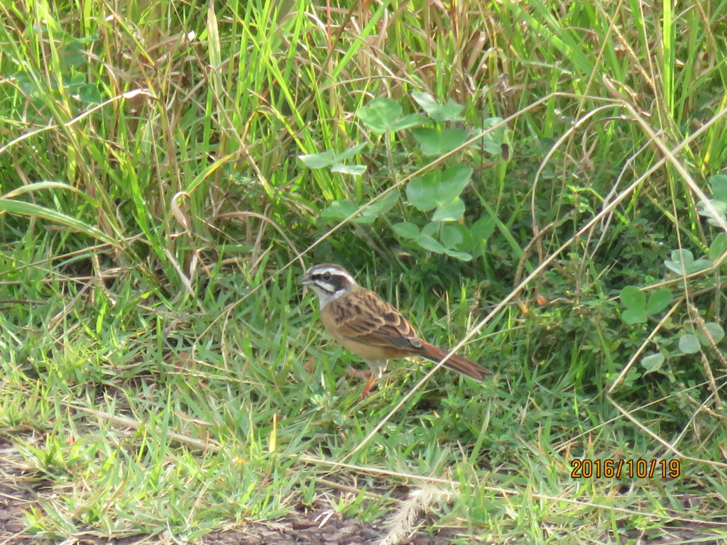 f:id:ywren:20161019192624j:plain f:id:ywren:20161019192624j:plain