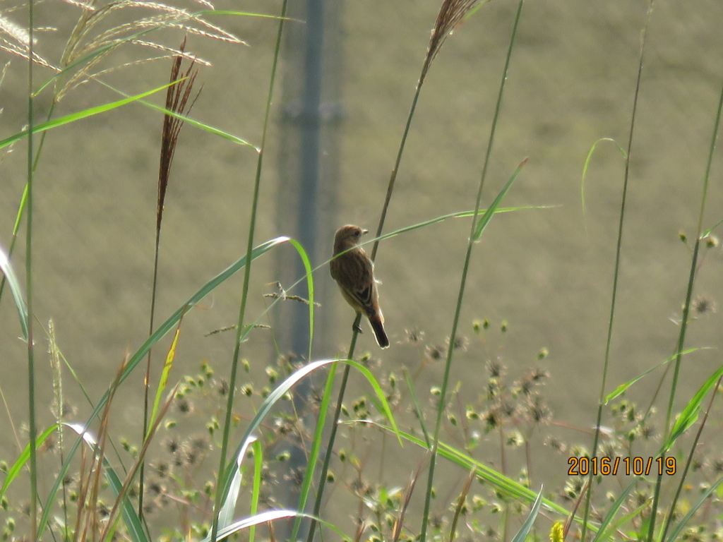 f:id:ywren:20161019192808j:plain f:id:ywren:20161019192808j:plain