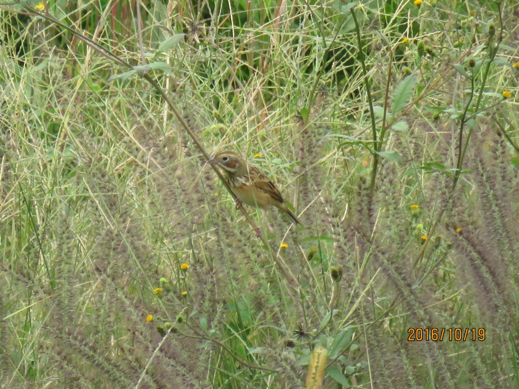 f:id:ywren:20161019192904j:plain f:id:ywren:20161019192904j:plain