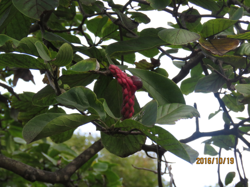 f:id:ywren:20161019193556j:plain f:id:ywren:20161019193556j:plain